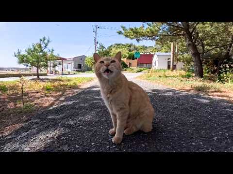 海辺の道で茶トラ猫をナデナデすると顔が横長の茶トラ猫もやってきた(YouTube)