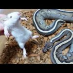 拒食の蛇を目覚めさせるために生きたネズミを入れてみると(YouTube)