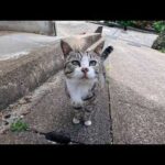 猫島の路地裏で出会った猫ちゃん、道路脇の石段に座ると寄ってきて隣に座ってきた(YouTube)