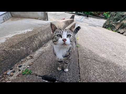 猫島の路地裏で出会った猫ちゃん、道路脇の石段に座ると寄ってきて隣に座ってきた(YouTube)