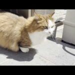 珍しく外に出てきてトイレ掃除を眺める猫(YouTube)