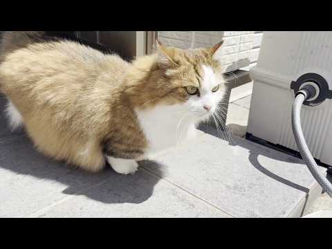 珍しく外に出てきてトイレ掃除を眺める猫(YouTube)