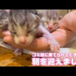 ゴミ箱に棄てられてた子猫達 朝を迎えました   2026 04 18 2(YouTube)