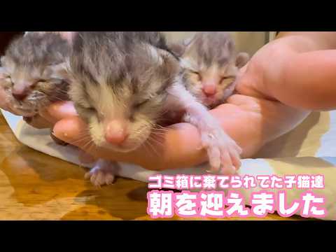 ゴミ箱に棄てられてた子猫達 朝を迎えました   2026 04 18 2(YouTube)