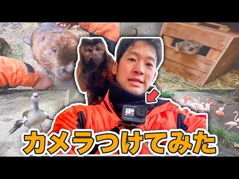 【飼育員のお仕事】ボディカメラ企画第3弾！担当フリーになった山本に密着！(YouTube)