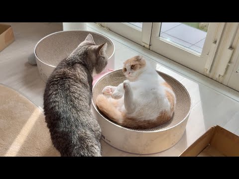 もう疲れてお昼寝したいはなとまだ一緒に遊びたいもちの攻防が…(YouTube)