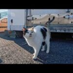 漁港に行くと髭のハチワレ猫とハートの三毛猫ちゃんがモフられにきた(YouTube)