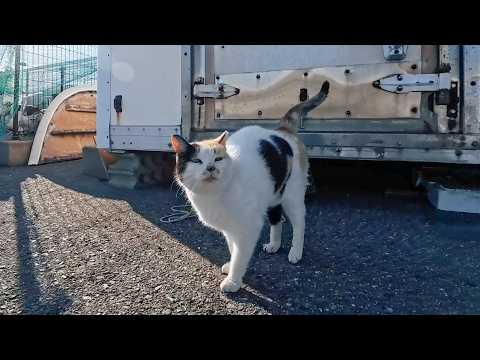 漁港に行くと髭のハチワレ猫とハートの三毛猫ちゃんがモフられにきた(YouTube)