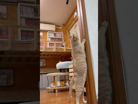 アカン、ギリギリ届かない(YouTube)