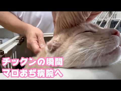 人猫マロおぢ病院へ  チックンの瞬間がまたカワユスでした　　2026 04 13 2(YouTube)