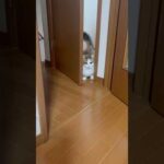 なぜダッシュでトイレに？(YouTube)