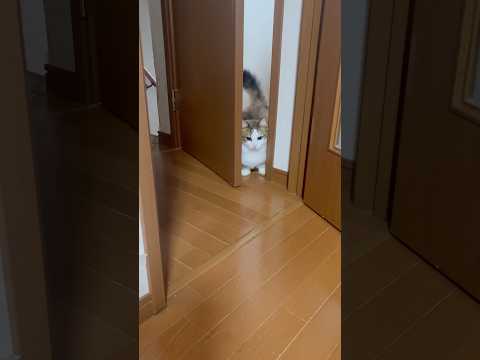 なぜダッシュでトイレに？(YouTube)