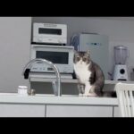 水が飲みたくて蛇口開けてもらえるまで直立不動の猫が可愛すぎましたwww(YouTube)