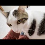 雨降りの日はどうしてもお父さんの膝の上から外を眺めたい猫(YouTube)