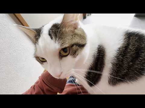 雨降りの日はどうしてもお父さんの膝の上から外を眺めたい猫(YouTube)