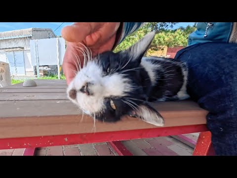 フェリー乗り場近くのハチワレ猫ちゃんは喉を撫でられるのが好き(YouTube)
