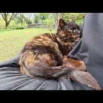 サビ猫とキジトラ猫が座るベンチに相席をお願いしてみたら・・・(YouTube)