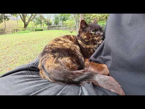 サビ猫とキジトラ猫が座るベンチに相席をお願いしてみたら・・・(YouTube)