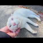 白猫ちゃんのアゴをマッサージすると脚がピクピクと動いた(YouTube)