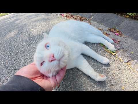 白猫ちゃんのアゴをマッサージすると脚がピクピクと動いた(YouTube)