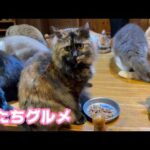 あたちグルメにゃの  ヨシコさんの日常  子ヤギくんは元気です  2026 04 07 1(YouTube)