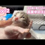 真夜中もミルク  ゴミ箱に棄てられた子猫 キンちゃん  Day12  2026 04 27 1(YouTube)