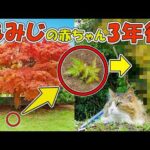 除草前に救出した「もみじの赤ちゃん」を3年間育てた結果、まさかの姿に‥🌲✨(YouTube)
