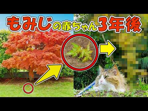除草前に救出した「もみじの赤ちゃん」を3年間育てた結果、まさかの姿に‥🌲✨(YouTube)