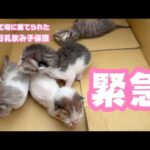 緊急 ゴミ箱に棄てられた生後1日の乳飲み子を保護しました   2026 04 18 1(YouTube)