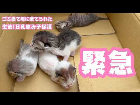 緊急 ゴミ箱に棄てられた生後1日の乳飲み子を保護しました   2026 04 18 1(YouTube)