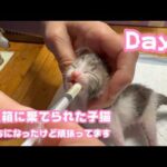 ゴミ箱に棄てられた子猫 Day5 ぼっちになったけど頑張ってミルク飲んでます  2026 04 20 1(YouTube)