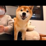柴犬ハチがママ誕生日を祝っくれるそうです🎉(YouTube)