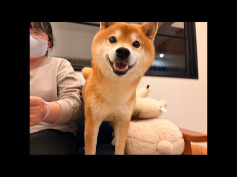 柴犬ハチがママ誕生日を祝っくれるそうです🎉(YouTube)
