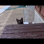 猫島のフェリー乗り場のベンチに座ると黒猫ちゃんが膝の上に乗ってきた(YouTube)