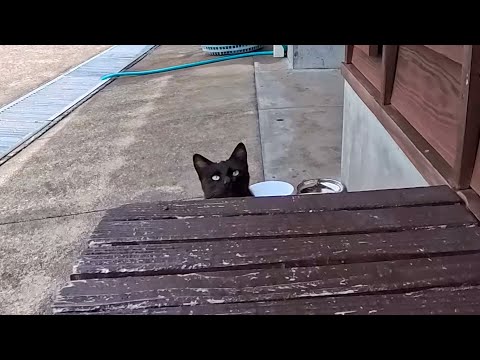 猫島のフェリー乗り場のベンチに座ると黒猫ちゃんが膝の上に乗ってきた(YouTube)