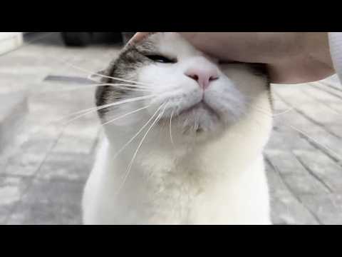 春休み最後の息子に甘えるだけ甘える重めの猫(YouTube)