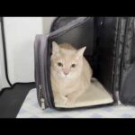 とうとう奥の手でも凶暴になった猫に途方に暮れるお父さんとお母さん(YouTube)