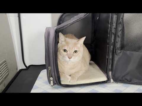 とうとう奥の手でも凶暴になった猫に途方に暮れるお父さんとお母さん(YouTube)