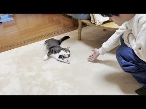 「もっと転がして」されるがまま息子に転がされる猫(YouTube)