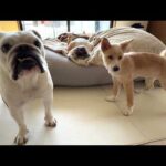 介護が必要な子犬とぶるまるこ3匹の生活が始まりました…(YouTube)