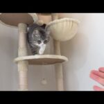 なでなでしてほしくて甘えに来た猫を歓迎してあげたら…(YouTube)