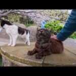 島の屋外無料猫カフェでの花見が最高すぎた(YouTube)