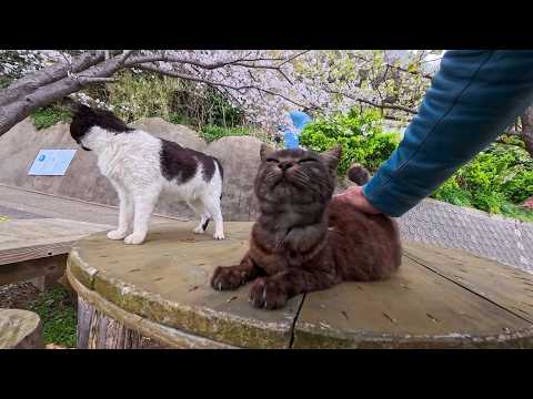 島の屋外無料猫カフェでの花見が最高すぎた(YouTube)