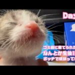 なんとか生後1週間  ゴミ箱に棄てられた子猫  ボッチになったけど頑張ってます！Day7  2026 04 22 2(YouTube)