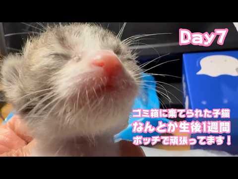 なんとか生後1週間  ゴミ箱に棄てられた子猫  ボッチになったけど頑張ってます！Day7  2026 04 22 2(YouTube)