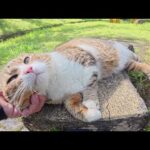 一度心を開くと、スリスリとゴロゴロが止まらないキジシロ猫ちゃん(YouTube)