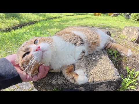 一度心を開くと、スリスリとゴロゴロが止まらないキジシロ猫ちゃん(YouTube)