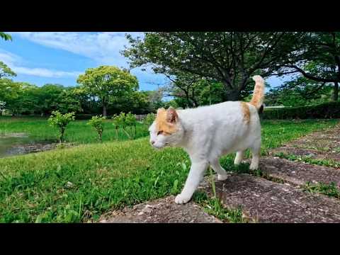 公園の猫ちゃん、顔を見ると草むらから出てきてお気に入りの東屋にモフられに向かった(YouTube)