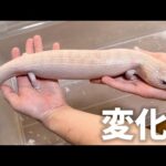 12匹のアオジタトカゲ達に変化がおきました(YouTube)