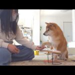 急に尻尾を下げた柴犬、心配していたら理由が可愛すぎました。(YouTube)